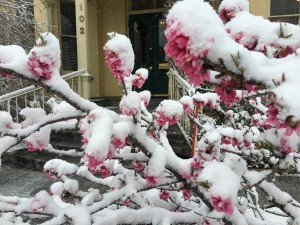 Mansion spring snow